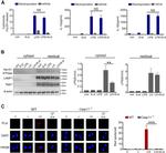 CD107a (LAMP-1) Antibody in Western Blot (WB)