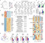 IL-22 Antibody in Flow Cytometry (Flow)