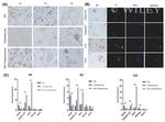 CD117 (c-Kit) Antibody in Immunocytochemistry (ICC/IF)