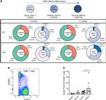 KLRG1 Antibody in Flow Cytometry (Flow)