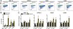 CD138 (Syndecan-1) Antibody in Flow Cytometry (Flow)