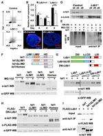 CD309 (FLK1) Antibody in Flow Cytometry (Flow)