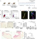 CD140a (PDGFRA) Antibody in Flow Cytometry (Flow)