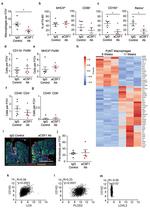 CD4 Antibody in Immunohistochemistry, Immunohistochemistry (Paraffin) (IHC, IHC (P))