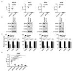 CD196 (CCR6) Antibody in Western Blot (WB)