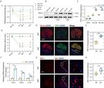 IBA1 Antibody in Immunohistochemistry (PFA fixed) (IHC (PFA))