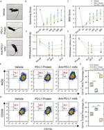 CD206 (MMR) Antibody in Flow Cytometry (Flow)