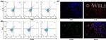 CD206 (MMR) Antibody in Flow Cytometry (Flow)