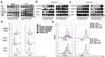 HLA-DR Antibody in Flow Cytometry (Flow)