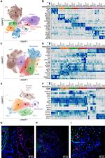 CD206 (MMR) Antibody in Flow Cytometry (Flow)