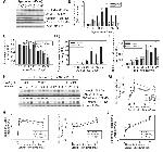 JAM-A (CD321) Antibody in Western Blot (WB)