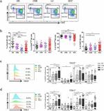 CD366 (TIM3) Antibody in Flow Cytometry (Flow)