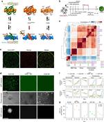 CD324 (E-Cadherin) Antibody in Flow Cytometry (Flow)