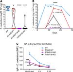 IgA Antibody in Flow Cytometry (Flow)