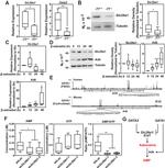 alpha Tubulin Antibody in Western Blot (WB)