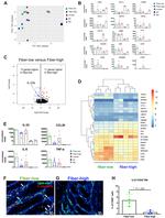 IL-23 p19 Antibody in Immunocytochemistry (ICC/IF)