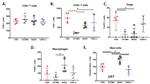 FOXP3 Antibody in Immunohistochemistry (IHC)