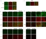 F4/80 Antibody in Immunohistochemistry (IHC)