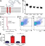 F4/80 Antibody in Flow Cytometry (Flow)