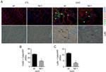 F4/80 Antibody in Immunohistochemistry (IHC)