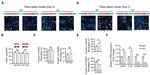 F4/80 Antibody in Immunohistochemistry (PFA fixed) (IHC (PFA))