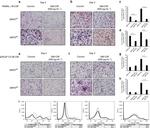 F4/80 Antibody in Flow Cytometry (Flow)