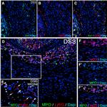 F4/80 Antibody in Immunohistochemistry (Frozen) (IHC (F))