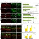 EOMES Antibody in Immunohistochemistry (Frozen) (IHC (F))