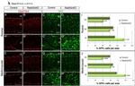 EOMES Antibody in Immunohistochemistry (Frozen) (IHC (F))