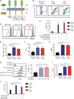 EOMES Antibody in Flow Cytometry (Flow)