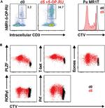 T-bet Antibody in Flow Cytometry (Flow)