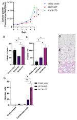 BrdU Antibody in Flow Cytometry (Flow)