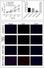 BrdU Antibody in Immunocytochemistry (ICC/IF)