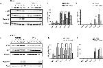 Myogenin Antibody in Western Blot (WB)