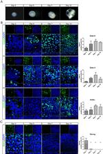 Nanog Antibody in Immunocytochemistry (ICC/IF)