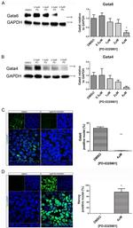 Nanog Antibody in Immunocytochemistry (ICC/IF)