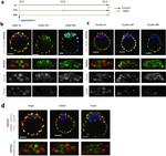 Nanog Antibody in Immunocytochemistry, Immunohistochemistry (PFA fixed) (ICC/IF, IHC (PFA))