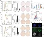 Nanog Antibody in Immunocytochemistry (ICC/IF)