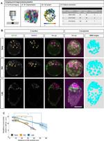 Nanog Antibody in Immunohistochemistry (IHC)