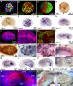 Nanog Antibody in Immunohistochemistry (IHC)