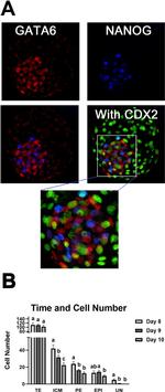 Nanog Antibody in Immunocytochemistry (ICC/IF)