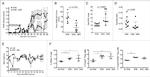 FOXP3 Antibody in Flow Cytometry (Flow)