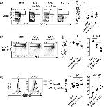 FOXP3 Antibody in Flow Cytometry (Flow)