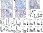 FOXP3 Antibody in Flow Cytometry (Flow)