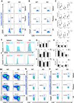 FOXP3 Antibody in Flow Cytometry (Flow)