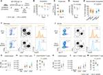 FOXP3 Antibody in Flow Cytometry (Flow)