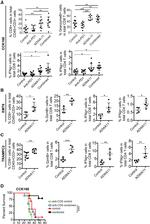 Granzyme B Antibody in Flow Cytometry (Flow)