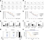 FOXP3 Antibody in Flow Cytometry (Flow)