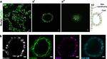 CD326 (EpCAM) Antibody in Immunocytochemistry (ICC/IF)