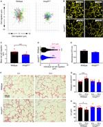 CD326 (EpCAM) Antibody in Immunocytochemistry (ICC/IF)